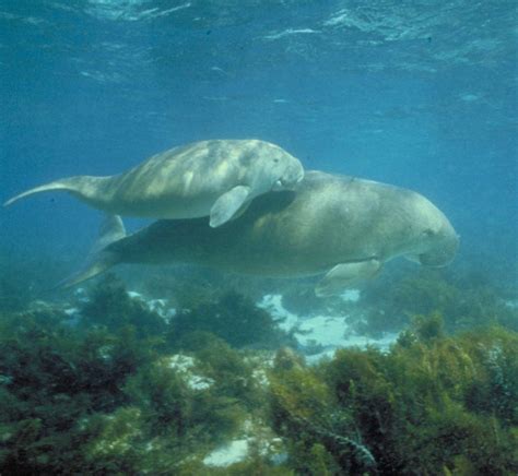 Dugong — Reef Catchments