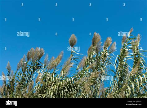 Giant reed against clear sky Stock Photo - Alamy