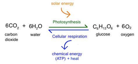 Equation For Photosynthesis