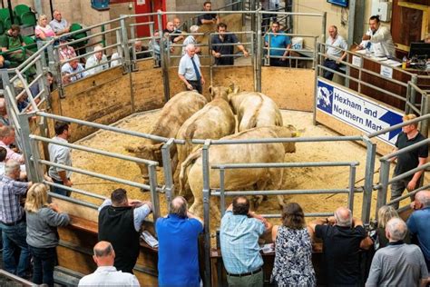 Livestock Sales Reports Archives - Hexham and Northern Marts