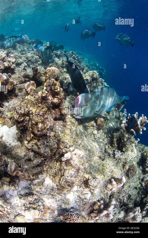 bumphead parrot fish coral reef PADI scuba diver underwater colors ...