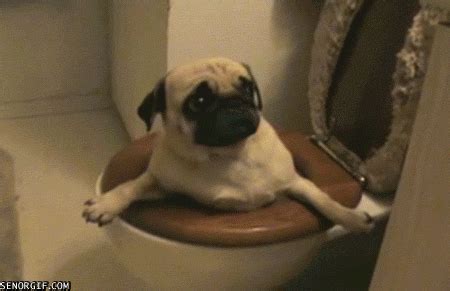 20 Funny Bathroom Animated Gifs