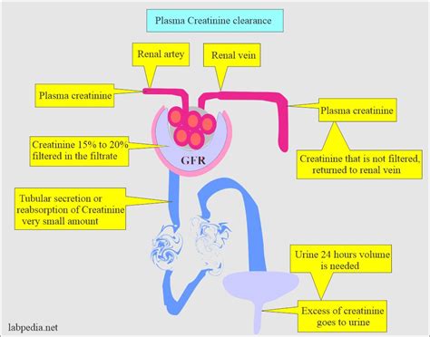 creatinine clearance (CrC) test, Glomerular filtration rate (GFR)