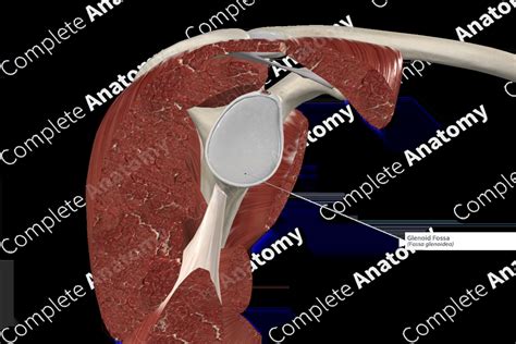 Glenoid Fossa | Complete Anatomy