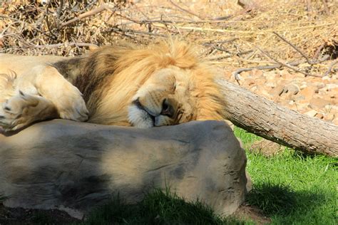 Lion sleeping image - Free stock photo - Public Domain photo - CC0 Images