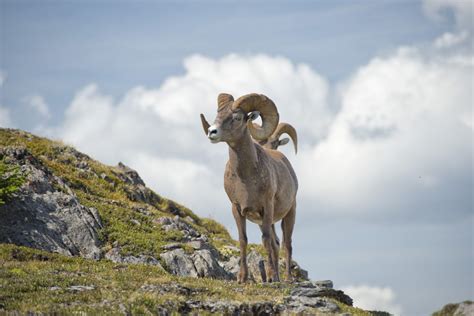 Spring Awakening: Wildlife Viewing in Yellowstone Country | Yellowstone Country, Montana