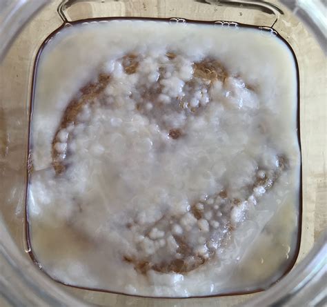 Kombucha Series 2: Growing A Kombucha SCOBY - Oh Sure I Can Homestead | Recipe | Kombucha scoby ...