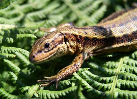 viviparous lizard (Pyrenees' Biodiversity) · iNaturalist