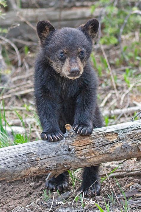 Black Bear Cub in Yellowstone - Jim Coda Nature Photography