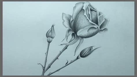 Pencil Shading Drawing A Beautiful Realistic Rose Flower - YouTube