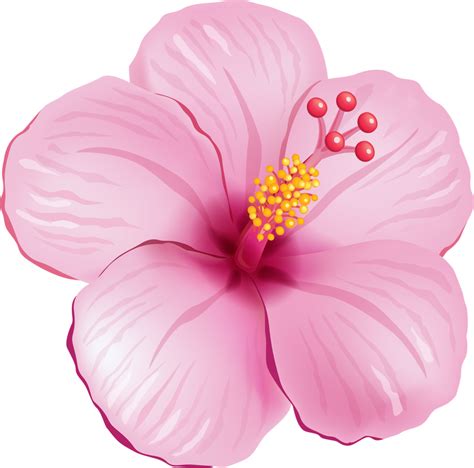 Pink Flower Png Clipart Flower Clipart Transparent Background Full | Images and Photos finder