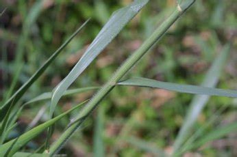 Guineagrass - Everglades Research and Education Center - University of ...