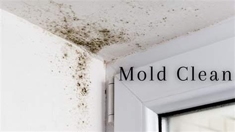 How To Clean Mold Off Ceiling? | Stop The Mold Growth | ToolSpart