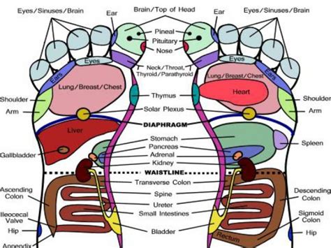 Foot Reflexology - The Art of Ancient Chinese Medicine | Half Hollow Hills, NY Patch