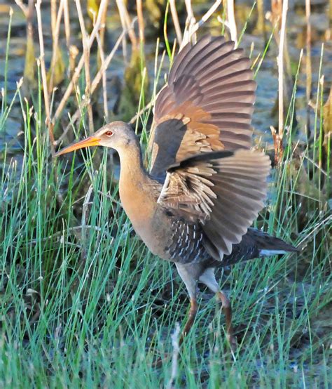 King Rail (Birds of Coffee County) · BioDiversity4All