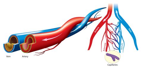 Cardiac Conditions - southflcardio