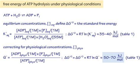 atp hydrolysis delta g