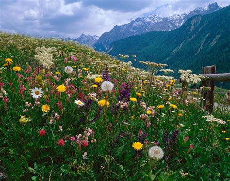 Alpine flowers colour Swiss meadows - SWI swissinfo.ch