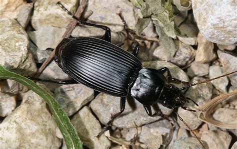 Ground Beetles in Elizabeth City, NC | Albemarle Termite & Pest Control