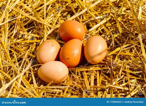 Chicken hen hens` eggs stock image. Image of nature - 115896023