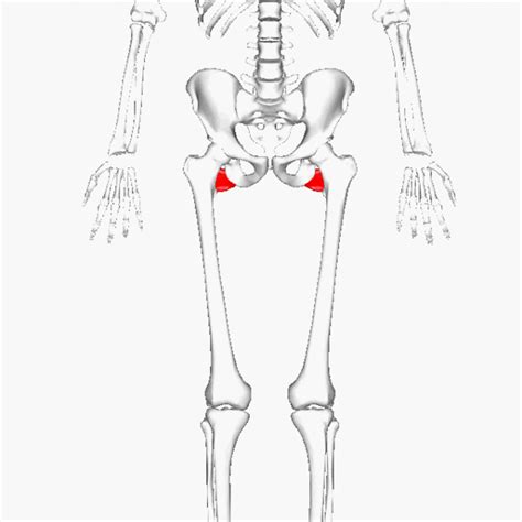 Quadratus Femoris - Physiopedia