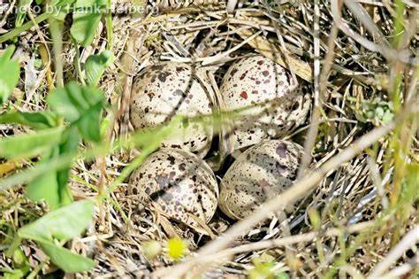 Spotted Sandpiper - East Cascades Audubon Society