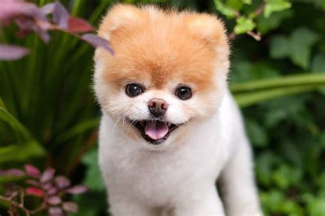 Boo, once named ‘cutest dog in the world’, dies | ABS-CBN News