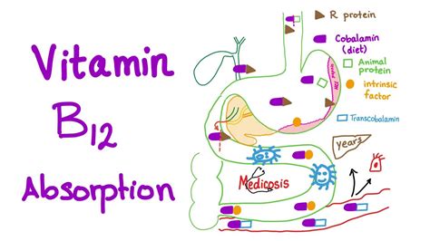 liečiť vymeniť lietadlo where intrinsic factor in vitamin b12 ...