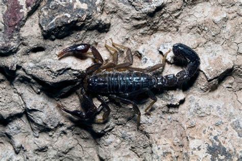 Are There Scorpions In Texas? 19 Species With Photos