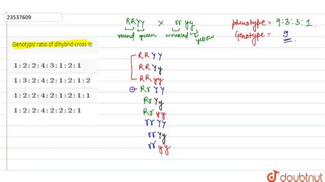 Dihybrid Punnett Square Ratio - 9 4 Probability And Chi Square Analysis Biology Libretexts ...