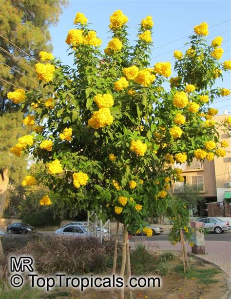 Tecoma stans, Bignonia stans, Yellow Elder, Yellow Bells | Backyard ...