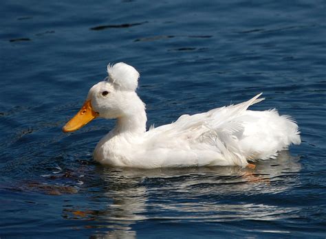 Top Domestic Duck Breeds You Should Know | Pets Nurturing