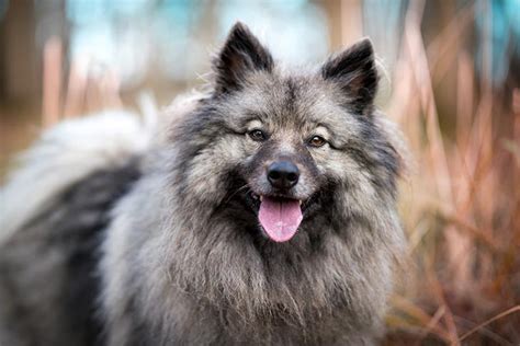 Keeshond Dog Breed Information