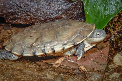 A Guide to Caring for African Sideneck Turtles as Pets