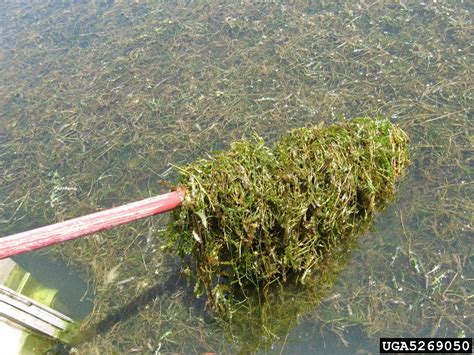 CURLY-LEAF PONDWEED | Invasive Species Program | Nebraska