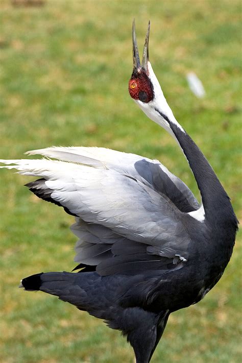 Crane | San Diego Zoo Animals & Plants