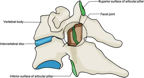 Inferior Articular Facet