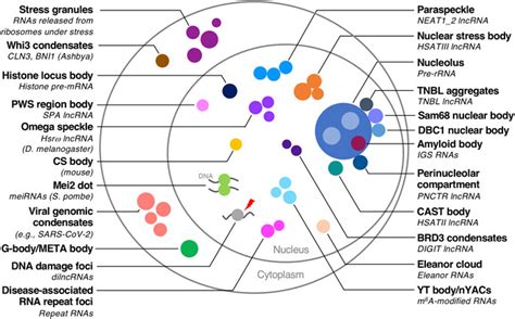 Frontiers | Micellization: A new principle in the formation of biomolecular condensates