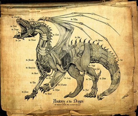 Dragon Anatomy 24x36 Canvas Print - Etsy