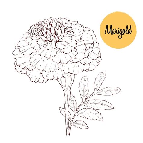 Update 78+ sketch of marigold flower latest - seven.edu.vn