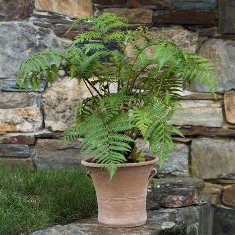 Australian Tree Fern | Australian tree fern, Australian trees, Big indoor plants