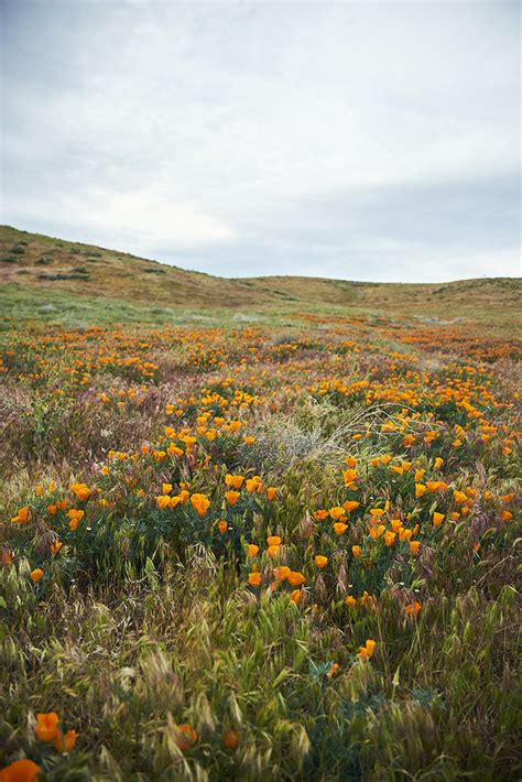 ADVENTURES IN POPPYLAND // THE ANTELOPE VALLEY POPPY RESERVE - Love & Loathing Los Angeles