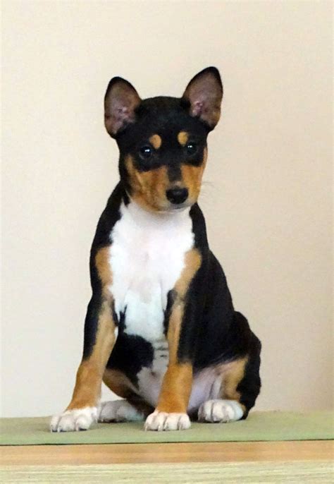 Basenji For Sale | Basenji Puppies | Basenji puppy, Puppies, Healthy puppy