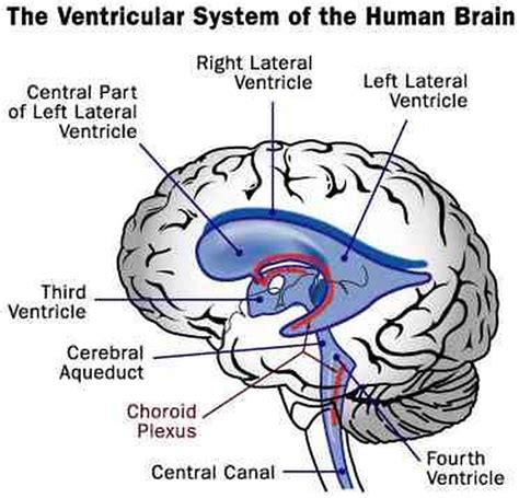 Pictures Of Choroid PlexusHealthiack