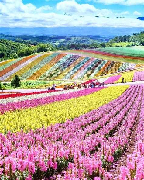 Japan and Japanese on Instagram: “🌷 Shikisai no Oka is a flower garden on a hill carpeted with ...