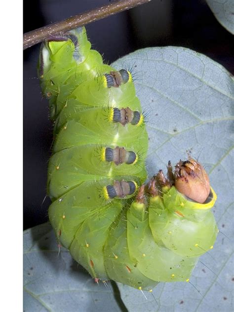 how do the moth larvae survive predators? - Bestowed Mistery