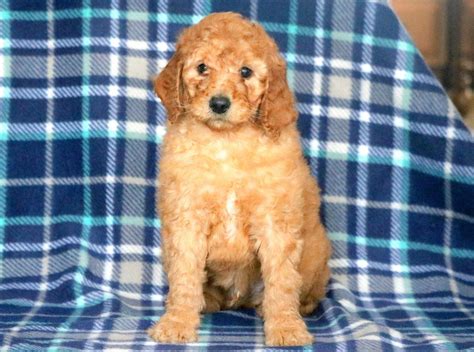 Poodle Puppies For Sale | Atlanta, GA #265611 | Petzlover