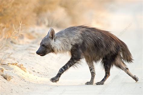 Brown Hyena - Stock Image - C019/4328 - Science Photo Library