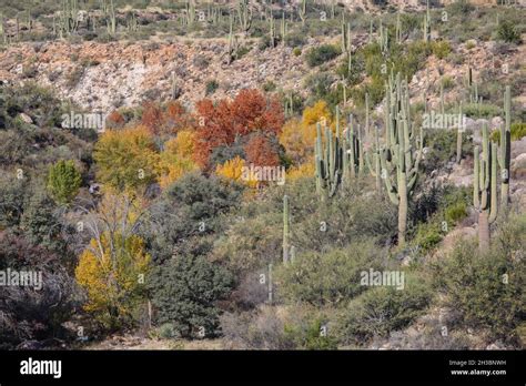 Hiking in Catalina State Park, Arizona.x Stock Photo - Alamy