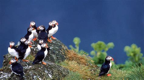 Puffin Hunting In Iceland Gives A Unique Insight Into Climate Effects ...